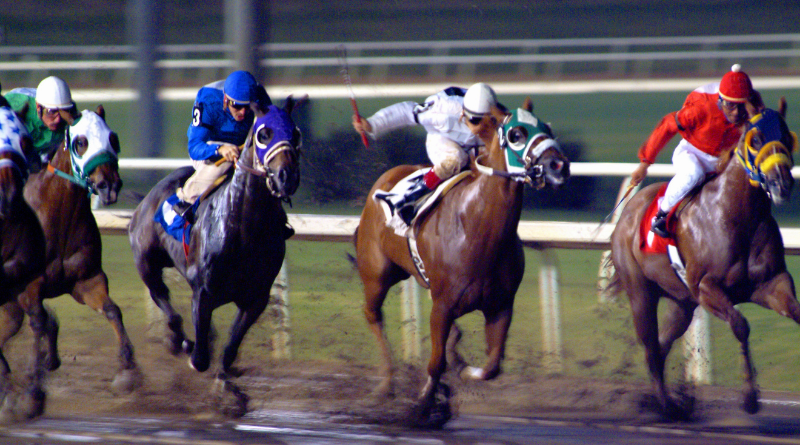 Stock Portfolio Fast Horse