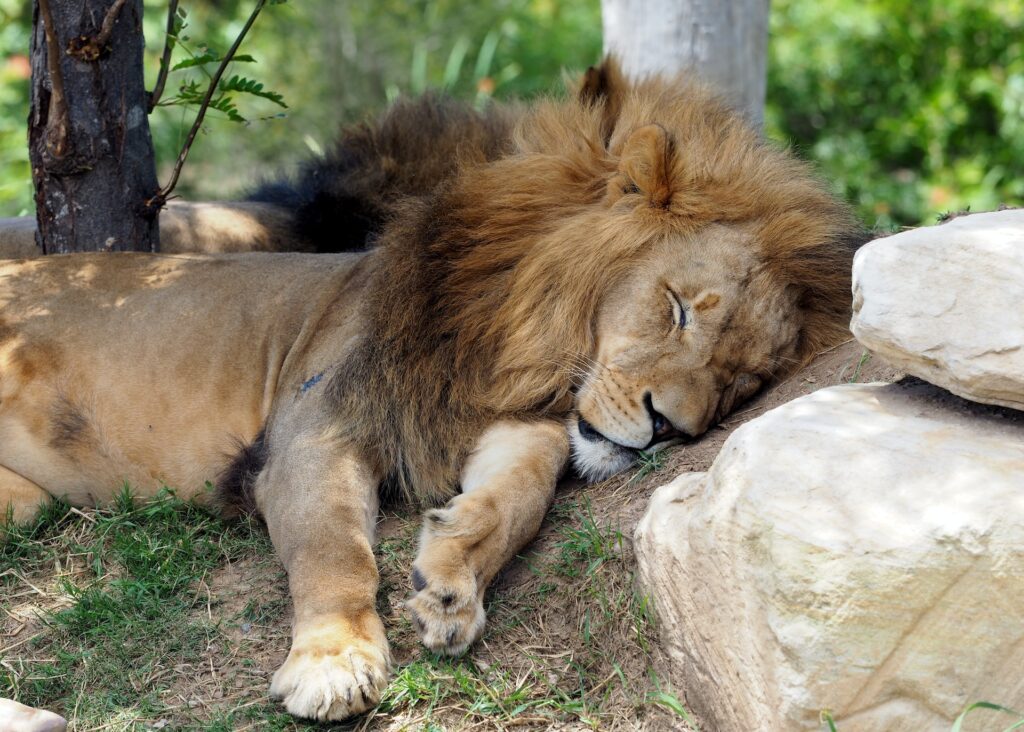 good sleeping habits jadcom media