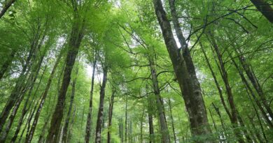forest massage